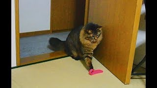 ドアストッパーを外してドアを開ける猫 Cats are troubling by removing the door stopper without permission