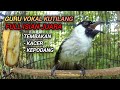 SUARA KUTILANG GACOR FULL ISIAN Mewah Pedas untuk Pancingan dan Masteran Kutilang Juara..