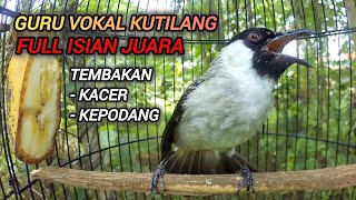 Suara Kutilang Gacor Full Isian Mewah Pedas Untuk Pancingan Dan Masteran Kutilang Juara