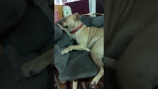 Uyurken Güzellik Saçmak İngiliz Staff Ailesi Maya