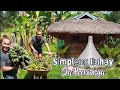 Buhay Probinsya | Harvesting Bananas | Hunting Plants & More In Easter Day