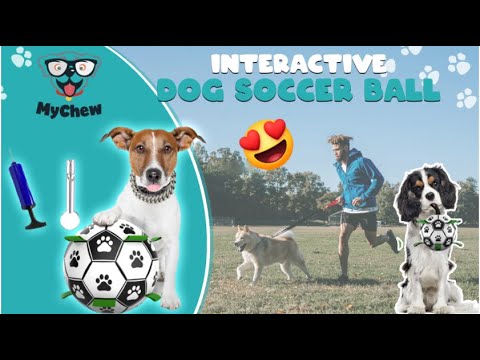 Interactive Dog Soccer Ball for Small & Medium Dogs | Voltra Dog Soccer Ball