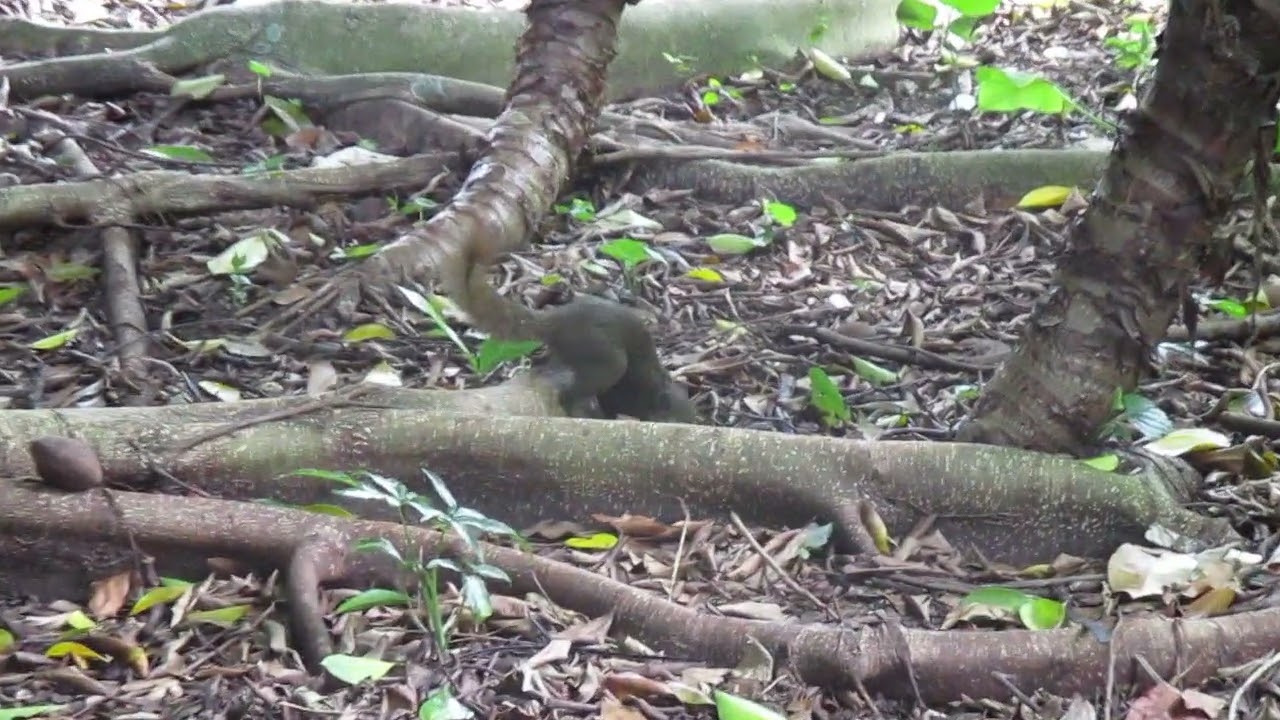 Ardillas. Jardín Botánico de Singapur
