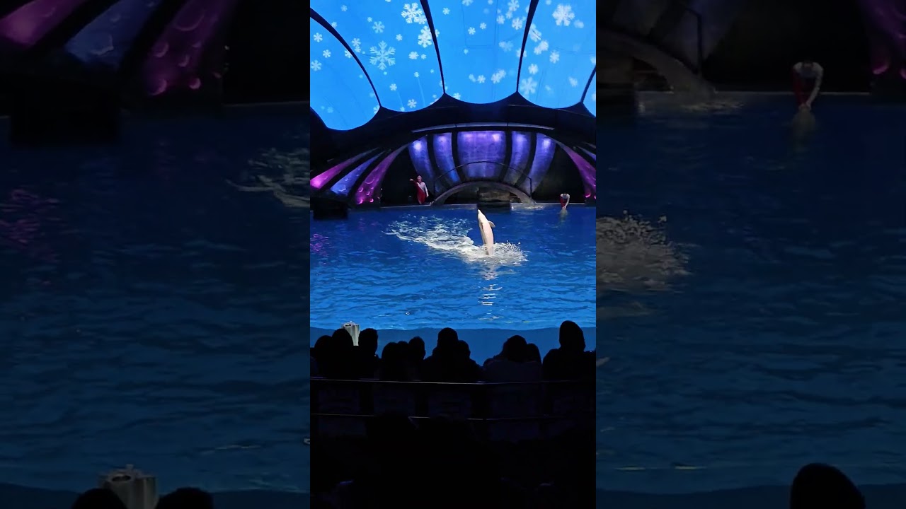 🐬 are totally fascinating creatures! Their intelligence and social behavior are really inspiring. 🐬🐬