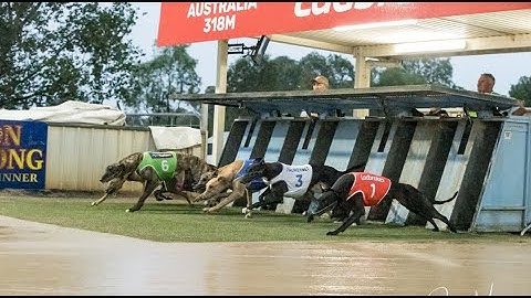 【DUBBO】AUSTRALIAN GREYHOUND RACE ANALYSIS - CHECK OUT ONE OF THE BEST ☆☆☆ TOO!!