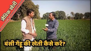 बंसी गेहूँ की जैविक खेती कैसे करें | How to do Organic Farming of Wheat