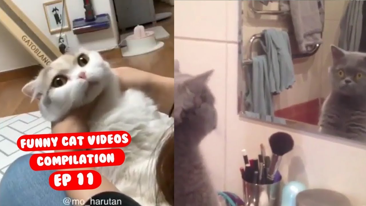 Funny Cat Videos Try Not to Laugh or Grin Ep 11