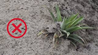 How to plant pineapples correctly