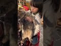 #風の猫 猫を抱っこしたい孫の心模様...