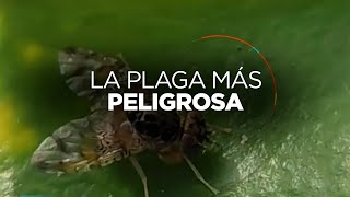 La mosca del Mediterráneo, la plaga más peligrosa de México