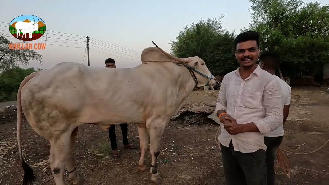स्वप्निल फडतरे यांची  खिल्लार दावण / फडतरवाडी सातारा/ khillar Cow