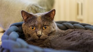 Why Are Chartreux Cats So Special?