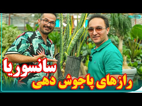 چیکار کنیم گیاه سانسوریا رشدش چندبرابر بشه  