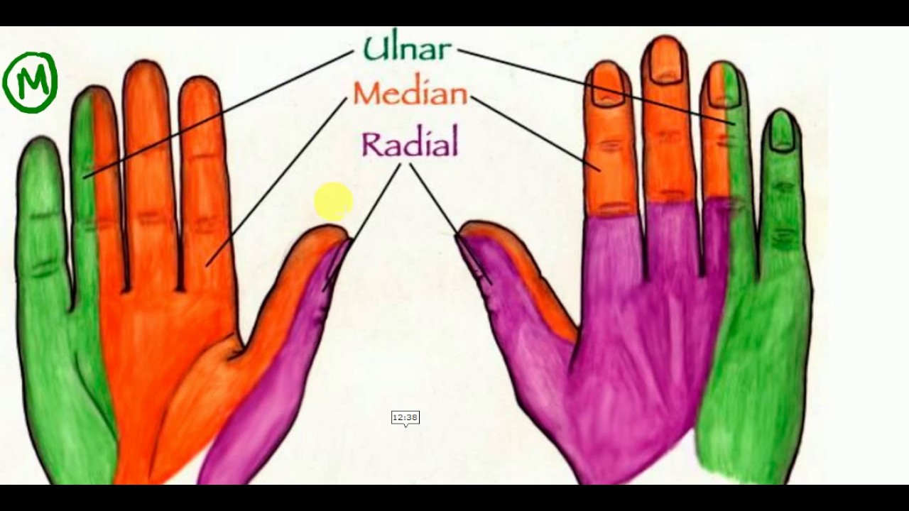 ANATOMY LECTURES , Hand , NERVE SUPPLY OF HAND MUSCLES - YouTube