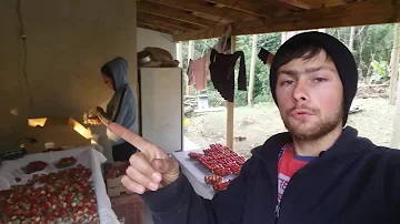 Qual é a época da colheita do morango?