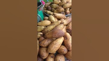 Buah langka mirip mangga namanya buah kemang #buahkemang #kemang