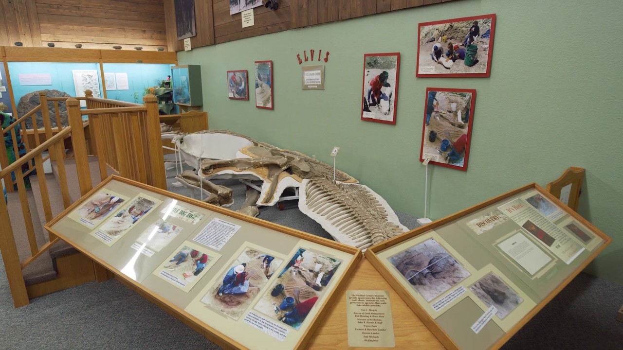 Phillips County Museum | Montana Dinosaur Trail
