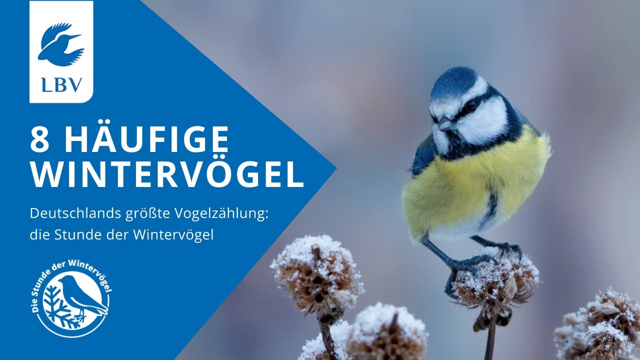 Das gibt es zu gewinnen bei der Stunde der Wintervögel 2023 - LBV -  Gemeinsam Bayerns Natur schützen