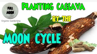 Growing Quality Cassava Using the Moon Cycle | Organic Gardening | How Moon Phases Improve Cassava