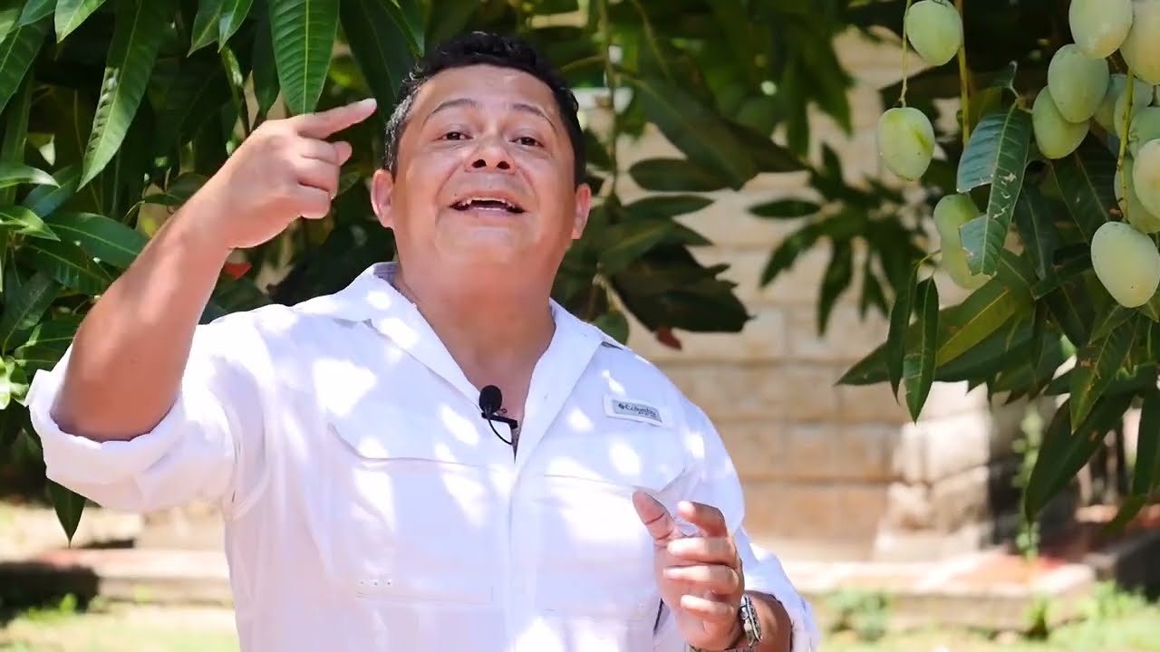 Magdalena, departamento con potencial exportador de mango de azúcar - Somos Agricultura Tropical