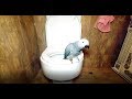 ЖАКО Петруня приучается ходить в унитаз. /Parrot Jacko Peter learns to go to the toilet.#Shorts