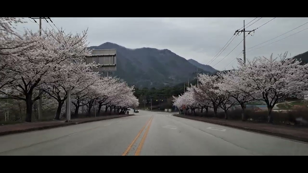 고창 벚꽃터널 (석정로) - YouTube