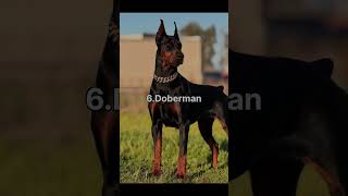 Top 10 Dogs With Best Reflexes🐶🐾 #trending #dogshorts #videos #yt