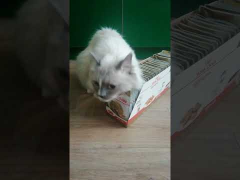 Ты не ты, когда голоден 😸 #cats #кот #смешныеживотные #регдолл #recommended #рекомендации #мейнкун