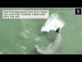 Dolphins Whack Fish With Tail Fins, Toss Them High into Air