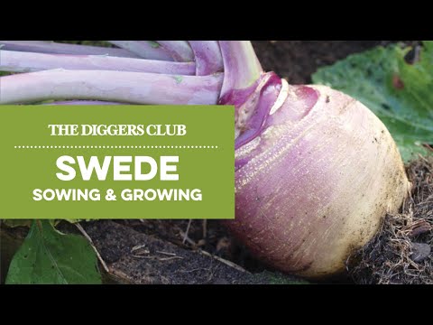 Sowing & Growing Swedes