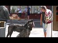 How many people stop to meet Neapolitan Mastiffs? の動画、YouTube動画。