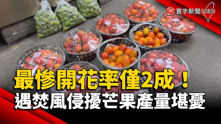 最惨开花率仅2成！遇焚风侵扰玉井芒果产量堪忧｜#寰宇新闻 @globalnewstw - 天天要闻