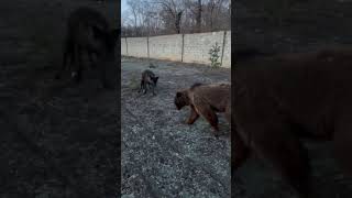 Медведь и Канадский волк