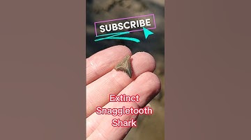 Sharks in the CLIFFS! Fossil Collecting Florida Shark Teeth!!! #florida #fossil #shark #fossils #fyp