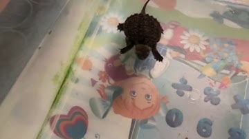 Hướng dẫn cách nuôi rùa Common snapping và setup hồ đơn giản | Cách nuôi và steup | PPeng_Tv