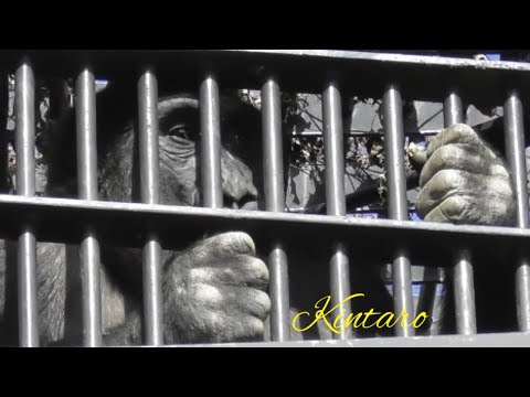 Is Kintaro the site supervisor? He keeps going up to check on the construction from a high place 🦍⛑️