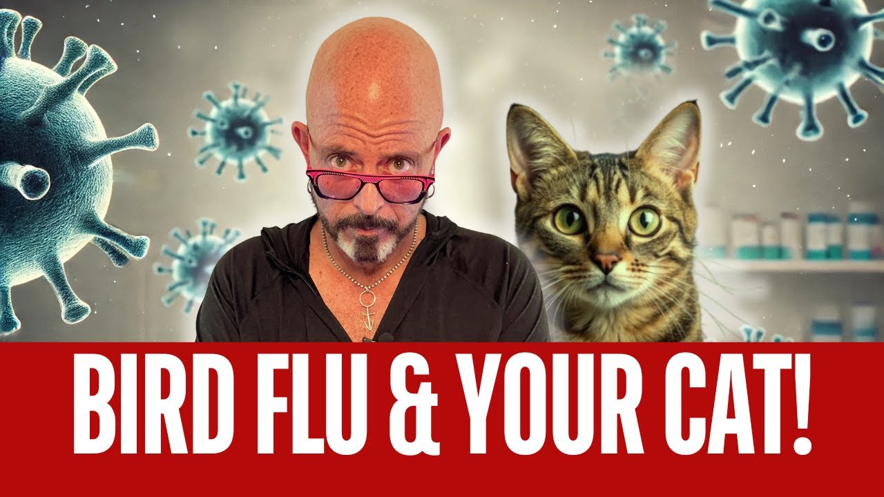 What you NEED to know about Bird Flu! - YouTube
