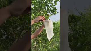 the process of protecting pomegranates from nocturnal animals#shorts