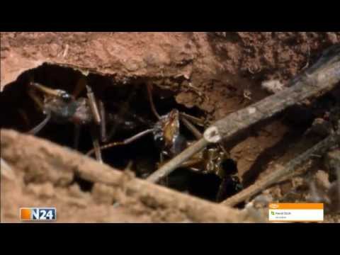 Video: Insektizide sind die schlimmsten Feinde von Insekten