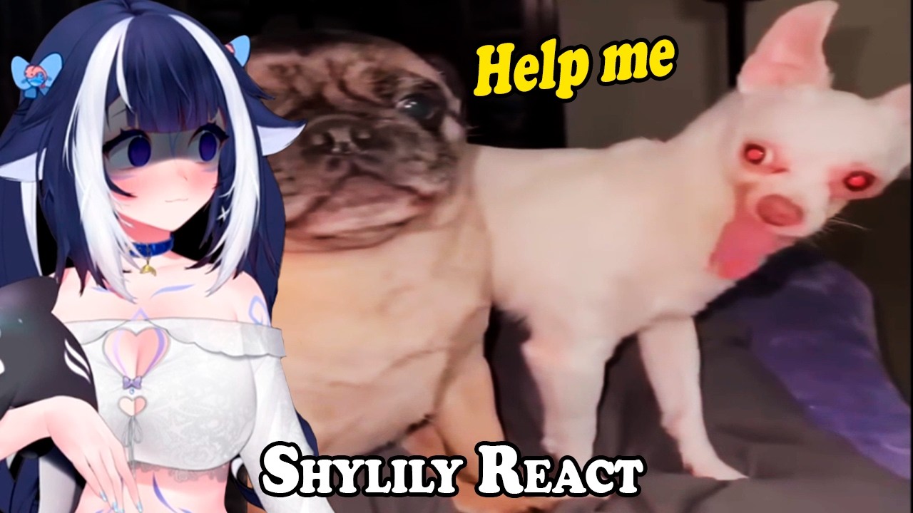 Shylily React To Daily Dose Of Internet | The Best Of The Internet (2024) 🦐