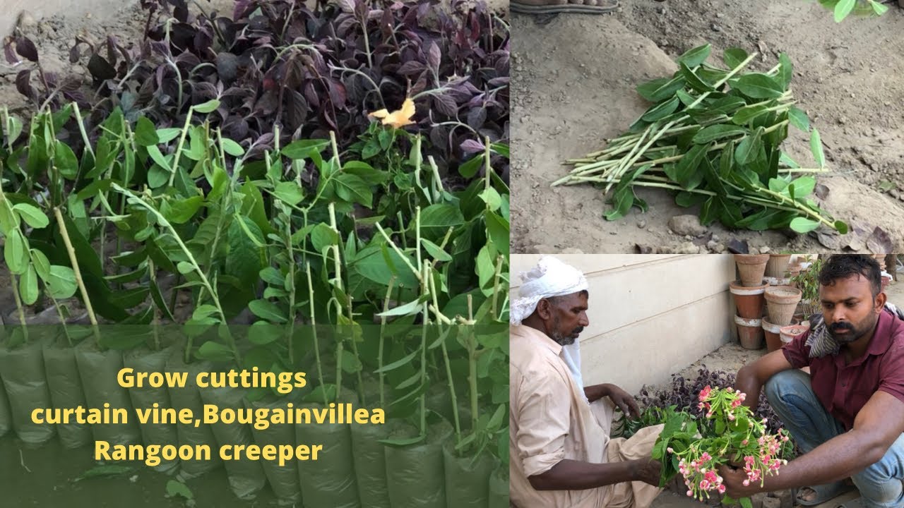 How to grow cuttings curtain creeper vine, Bougainvillea vine, Rangoon