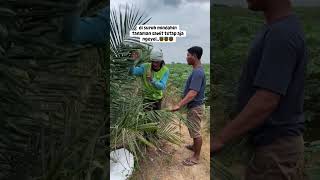 Download Lagu TOLD TO MOVE TOO CLOSE, STILL REBELLIOUS MP3