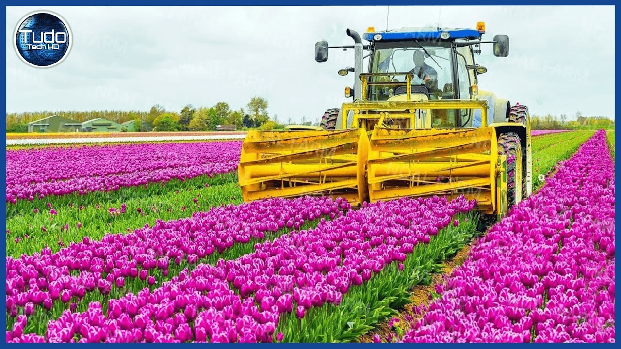 Como BILHÕES de TULIPAS são Cultivadas e Colhidas para Produção de bulbos - Tulipas em Estufa