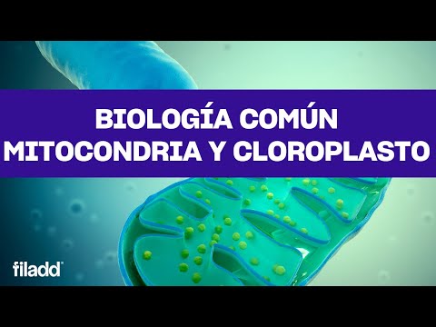 Video: ¿Cómo funcionan las mitocondrias con el cloroplasto?