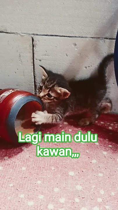 ci miau 😽 lagi main #imut #cute #cat #kucinganggoralucudanimut #kucinglucu