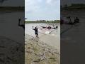 Sundarbans Secret: Giants Caught in Net!#sundarbans #giantfish #riverlife #amazingcatch #fbreels