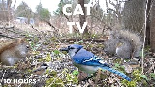 Red Squirrels, Ravens, Blue Jays and More!  10 Hour Cat TV for Cats to Watch   May 01, 2024