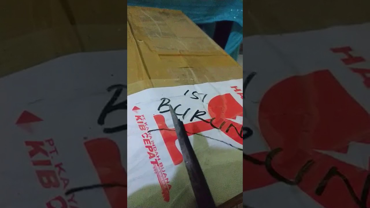 Burung hantu tyto alba 