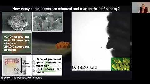 Diane Saunders - Tackling a formidable foe: the re-emergence of wheat stem rust in Western Europe