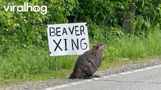 Beaver Waits Patiently at Beaver Crossing Sign || ViralHog